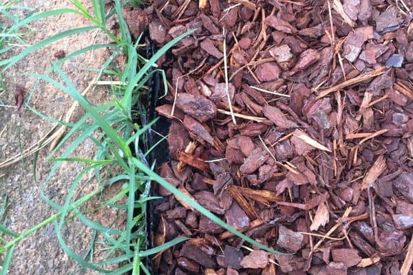 weeds escaping weed mat