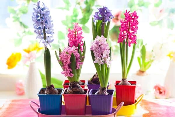 growing hyacinths indoors