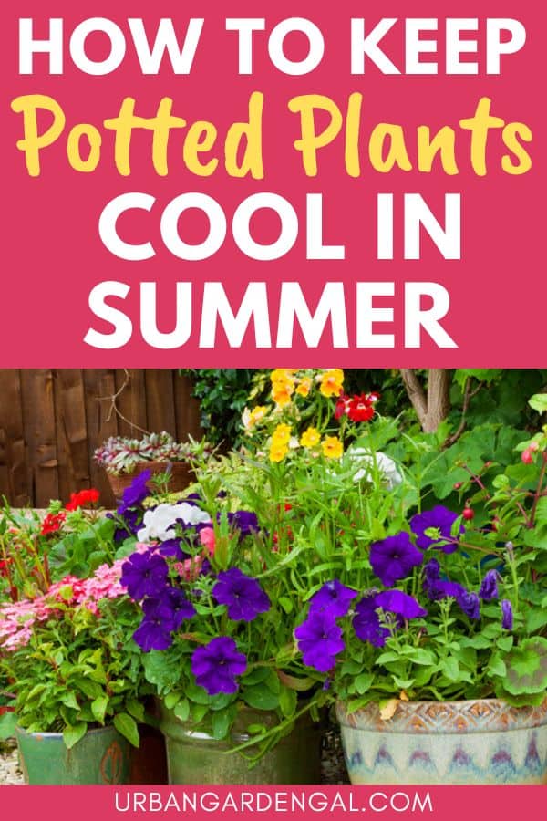potted plants in summer