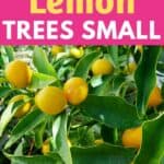 small lemon trees
