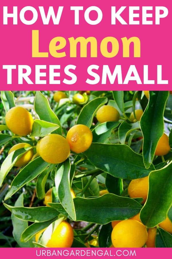 compact lemon tree