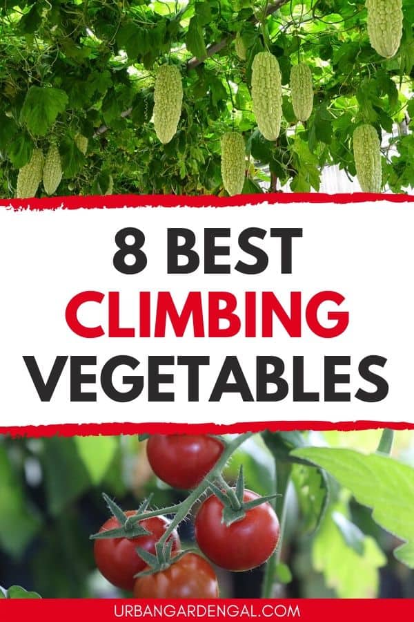 climber vegie plants