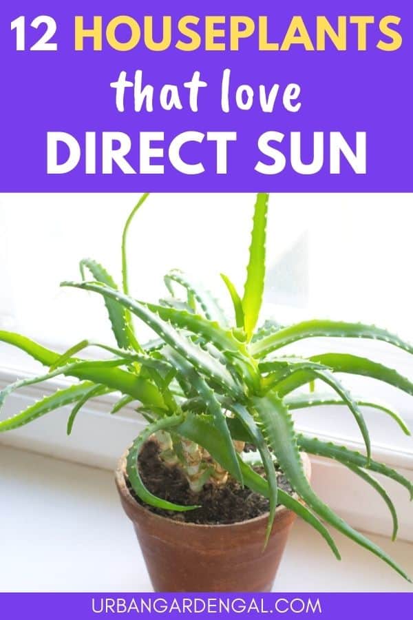 indoor plants in direct sunlight