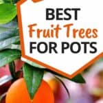 dwarf fruit trees in pots
