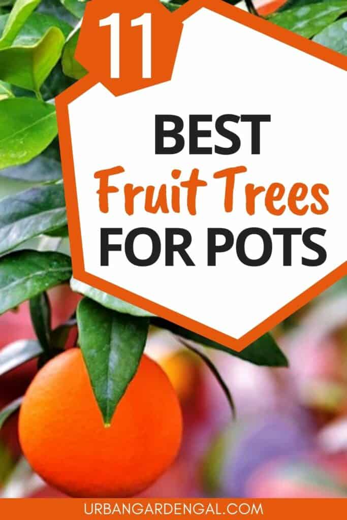 dwarf fruit trees in pots