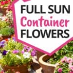 container flowers in the sun