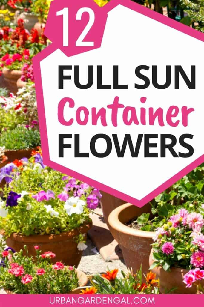 container flowers in the sun