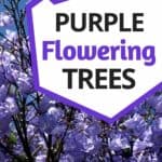 trees with purple blooms