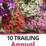 cascading annual flowers in pots