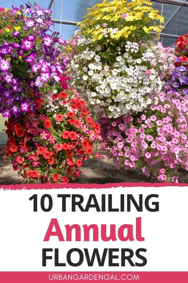 cascading annual flowers