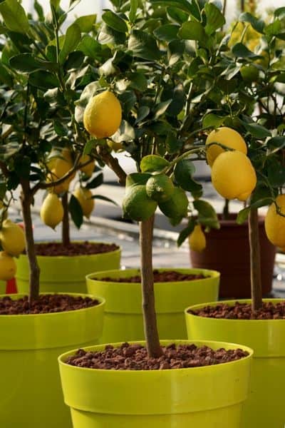 container lemon tree