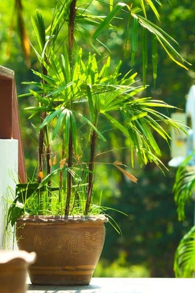 plant in sunlight