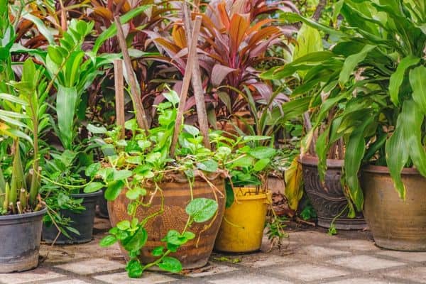 potted plants in shade