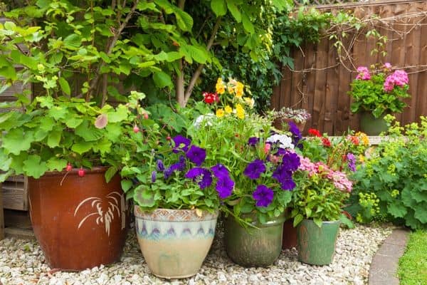 potted plants in sun