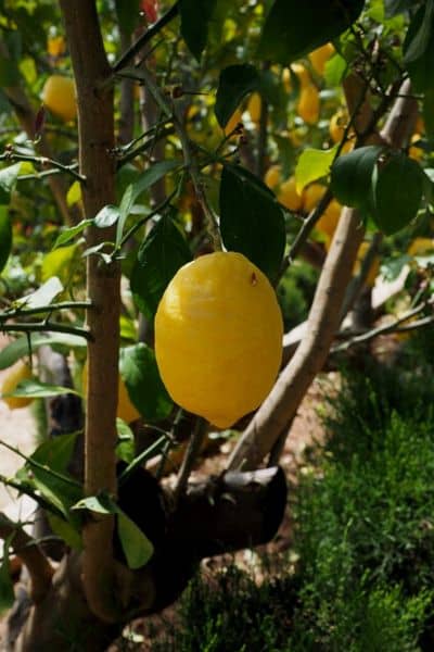 pruning lemon tree