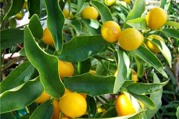 small lemon tree