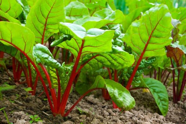 Read more about the article Beet Plant Growth Stages