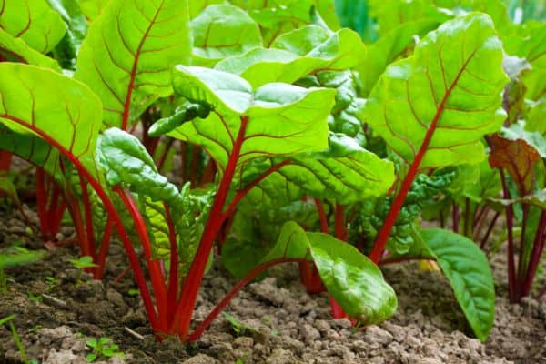 beet seedlings