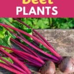 growing beet roots