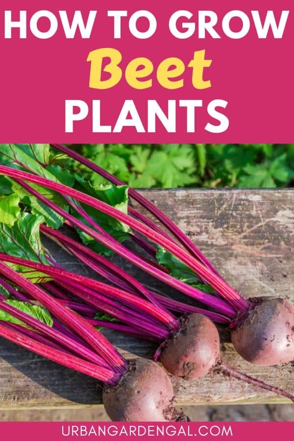 growing beets