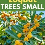 small loquat trees