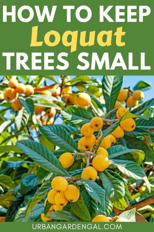 keeping loquat trees small