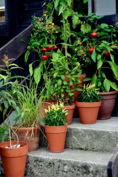 container vegetable garden