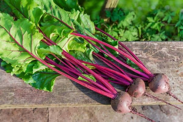 harvesting beets