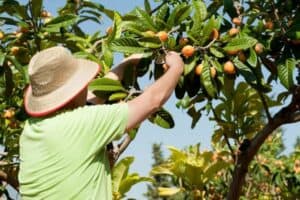 Read more about the article How to Keep Loquat Trees Small
