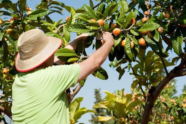 harvesting loquat fruits