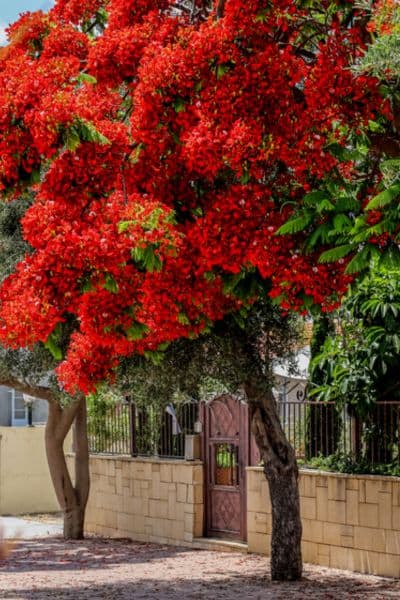 billetpris bjærgning Bulk 10 Beautiful Red Flowering Trees - Urban Garden Gal