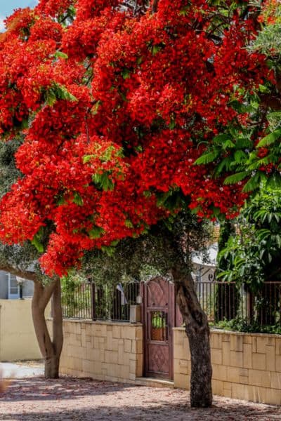 red flowering tree