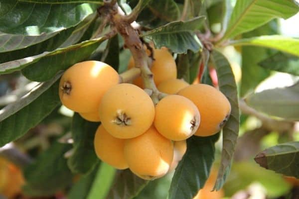 loquat fruits