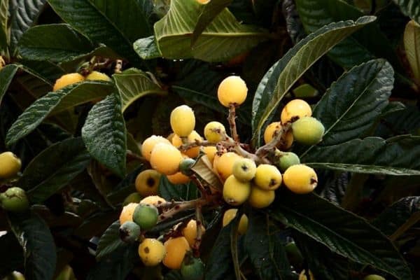 compact loquat tree