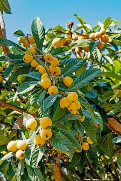 small loquat tree