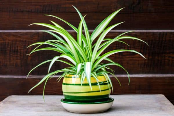 striped spider plant