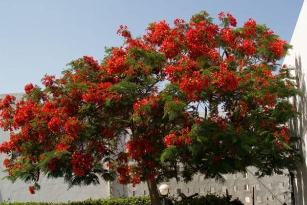 tree with red flowers