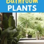 plants in a bathroom