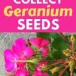 harvesting geranium seeds