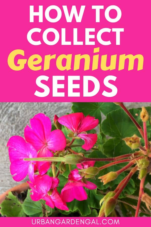 harvesting geranium seeds