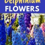 delphiniums growing in a greenhouse