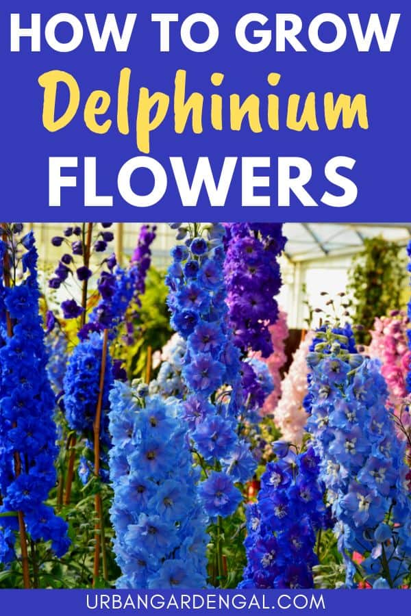 growing delphinium flowers