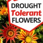 drought resistant flowers