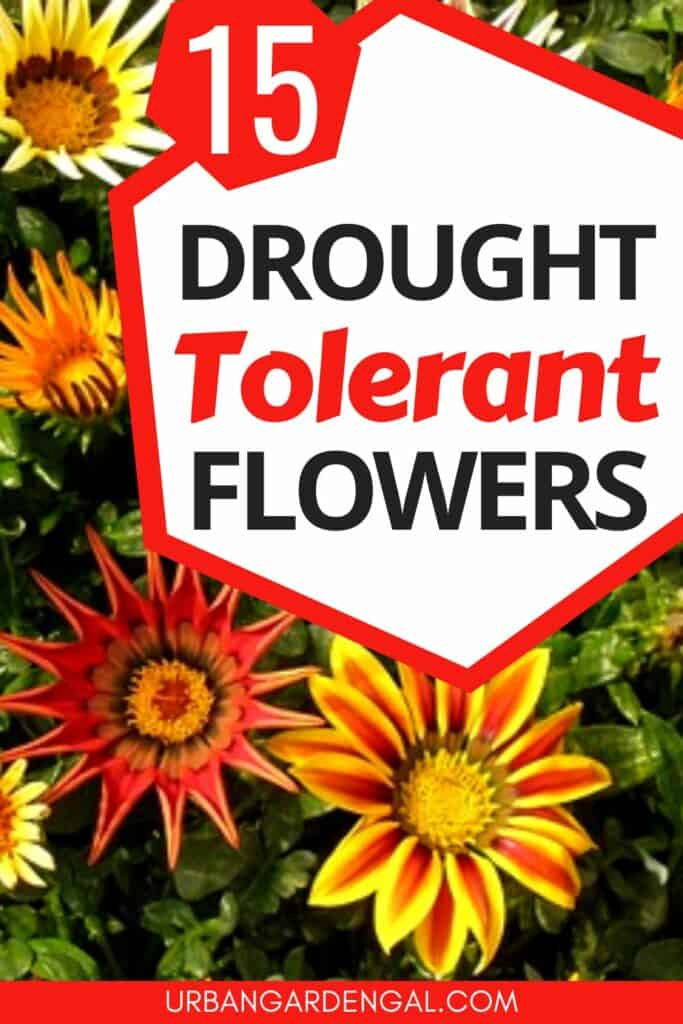 drought tolerant flower plants
