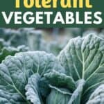 frost tolerant vegetables