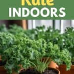 grow kale indoors