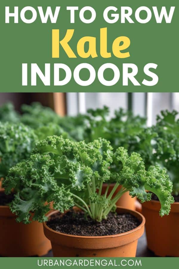 growing kale inside