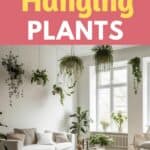 hanging foliage plants
