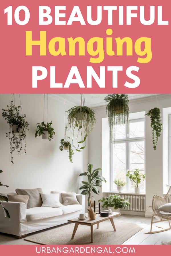 hanging plants in a living room