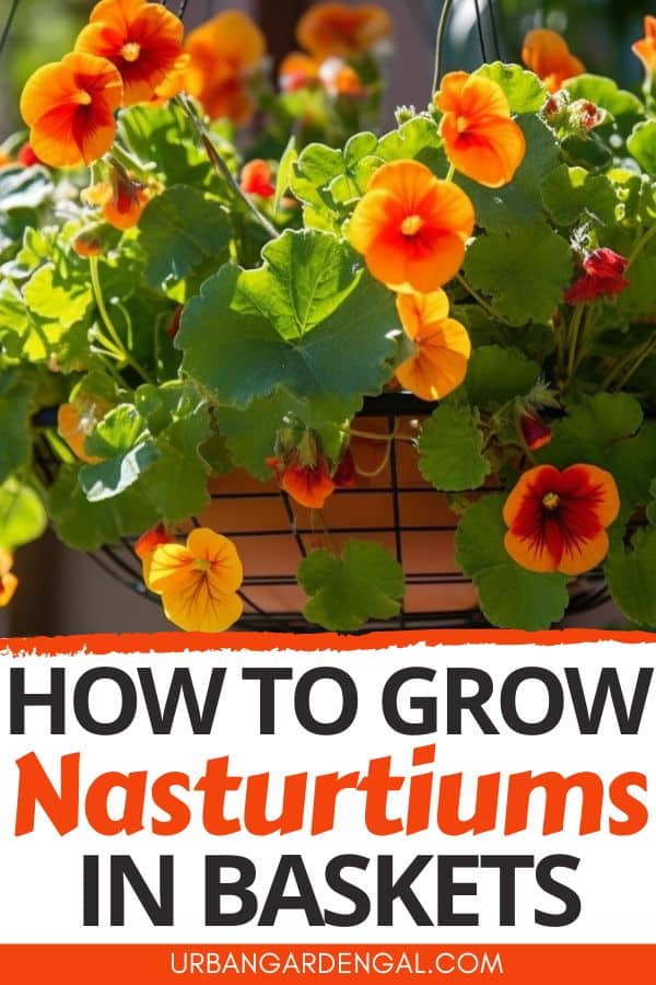 growing nasturtiums in hanging basket planters